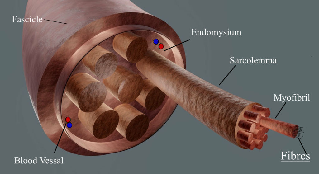 how are muscle fibres formed image showing and naming muscle structure